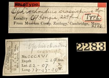 Media type: image;   Invertebrate Zoology OPH-2126 Aspect: labels